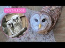 youtube - [Video]